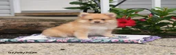 Pomeranian dogs for sale: Honey Bee - Ad 2