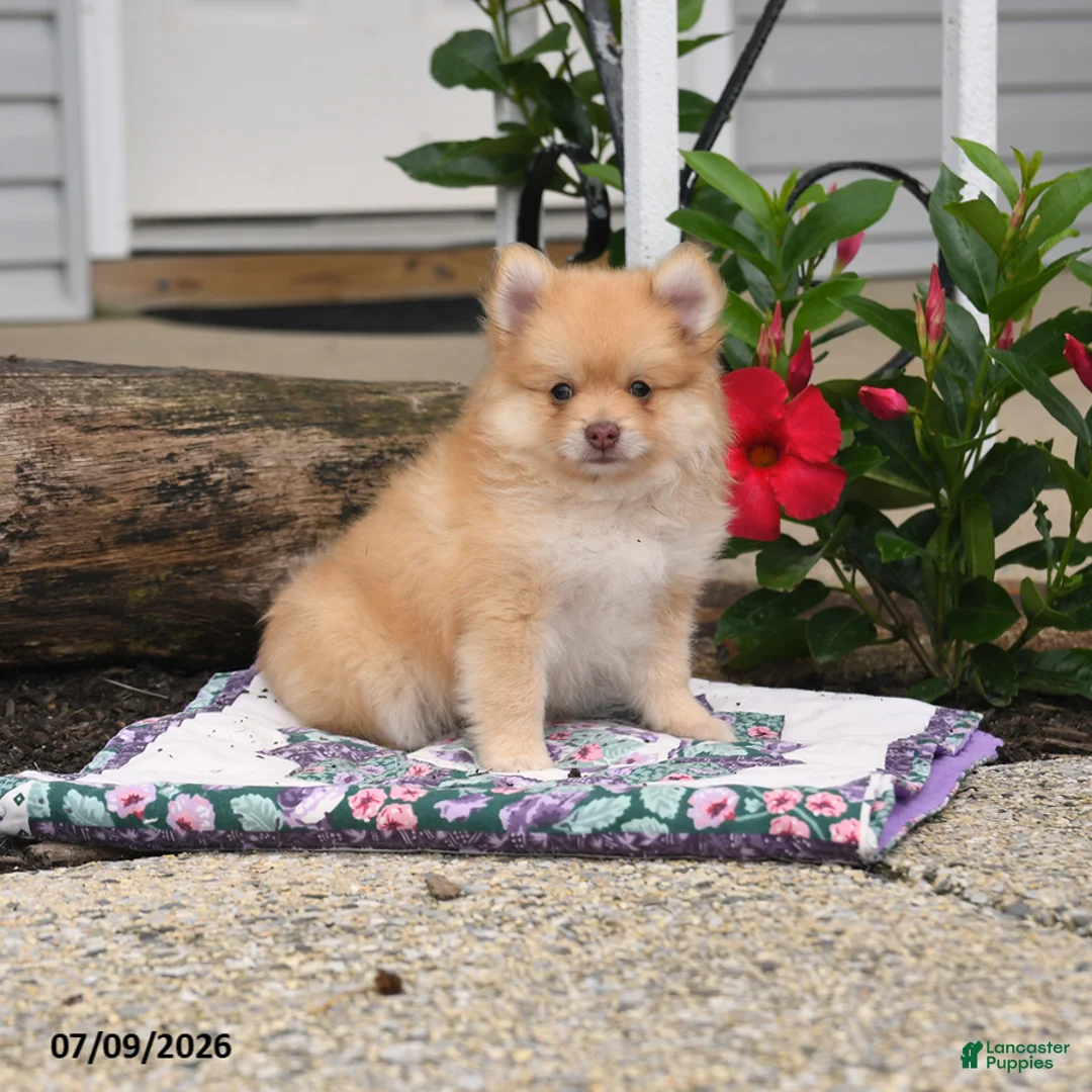 Pomeranian dogs for sale: Honey Bee - Ad 2