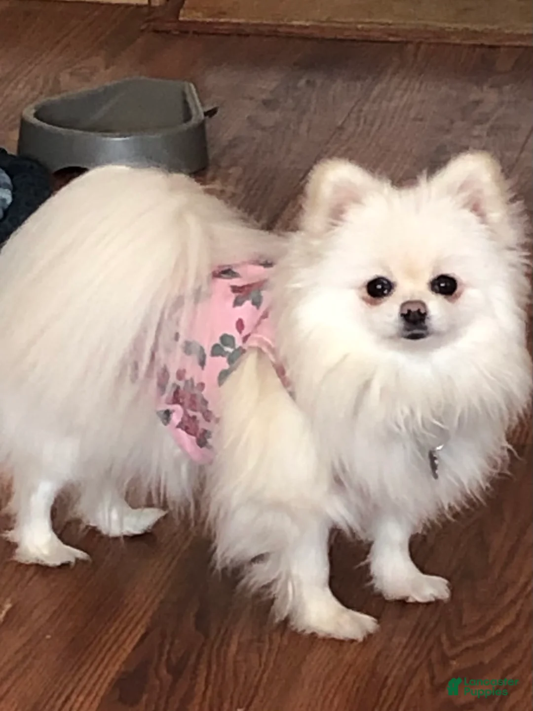 Pomeranian dogs for sale: Pomeranian Puppy 1 - Ad 2