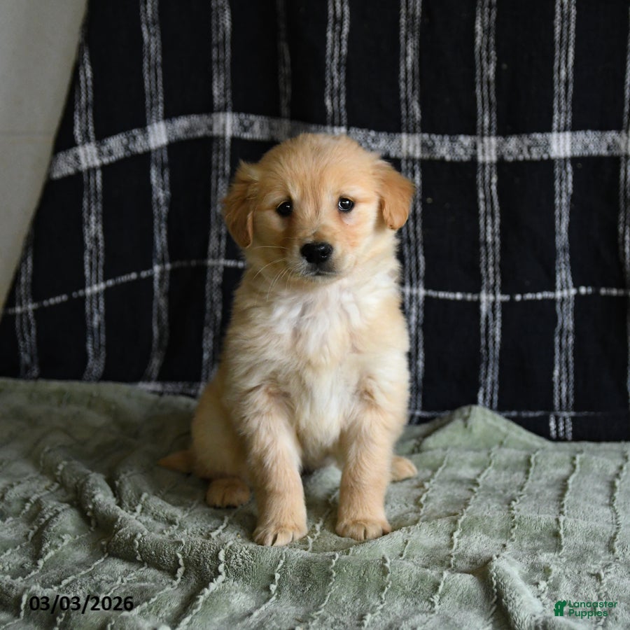 Golden Retriever dogs Blossom - Ad 2