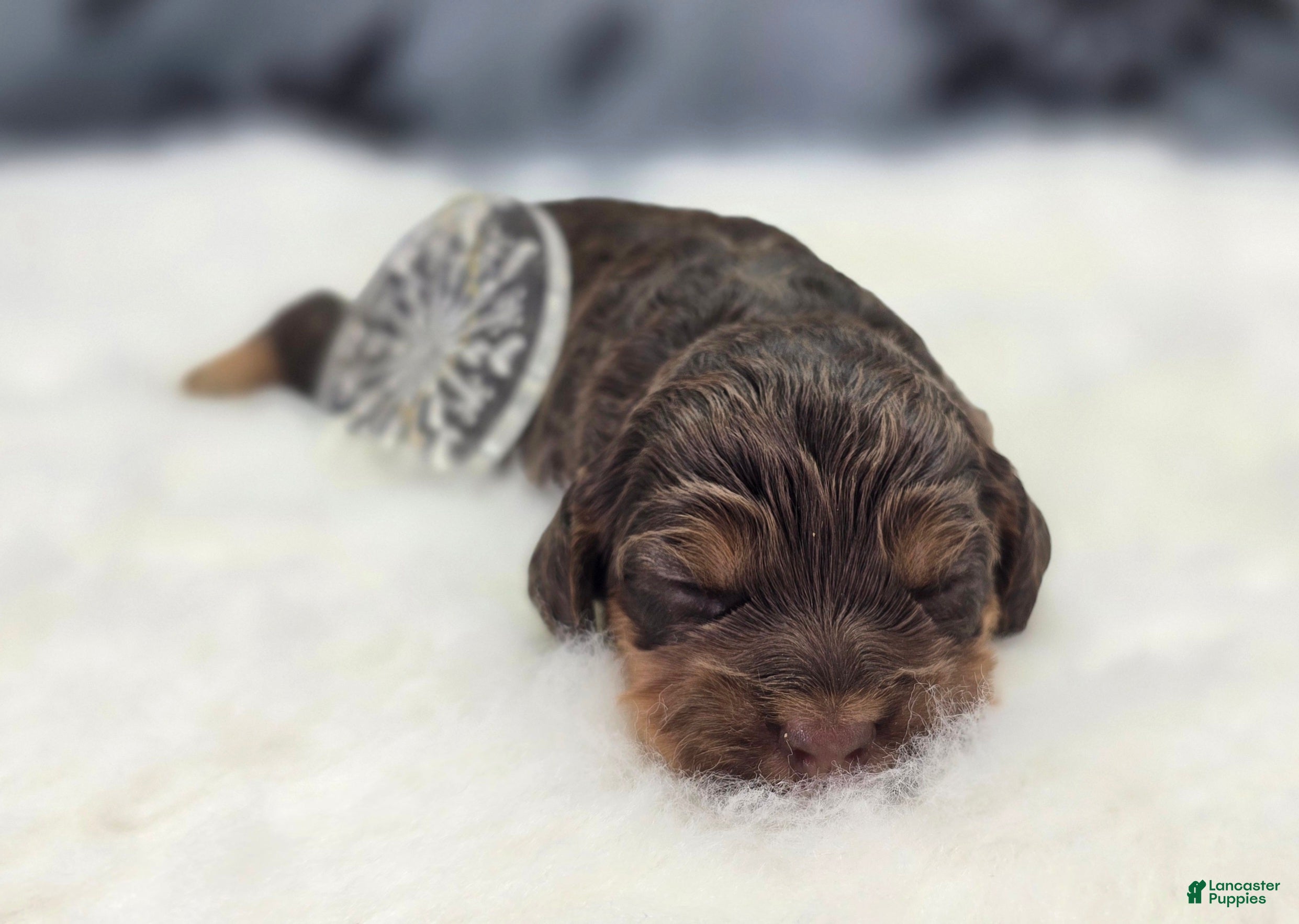 Cockapoo dogs Castor - Ad 5