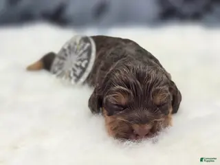 Cockapoo dogs Castor - Ad 5