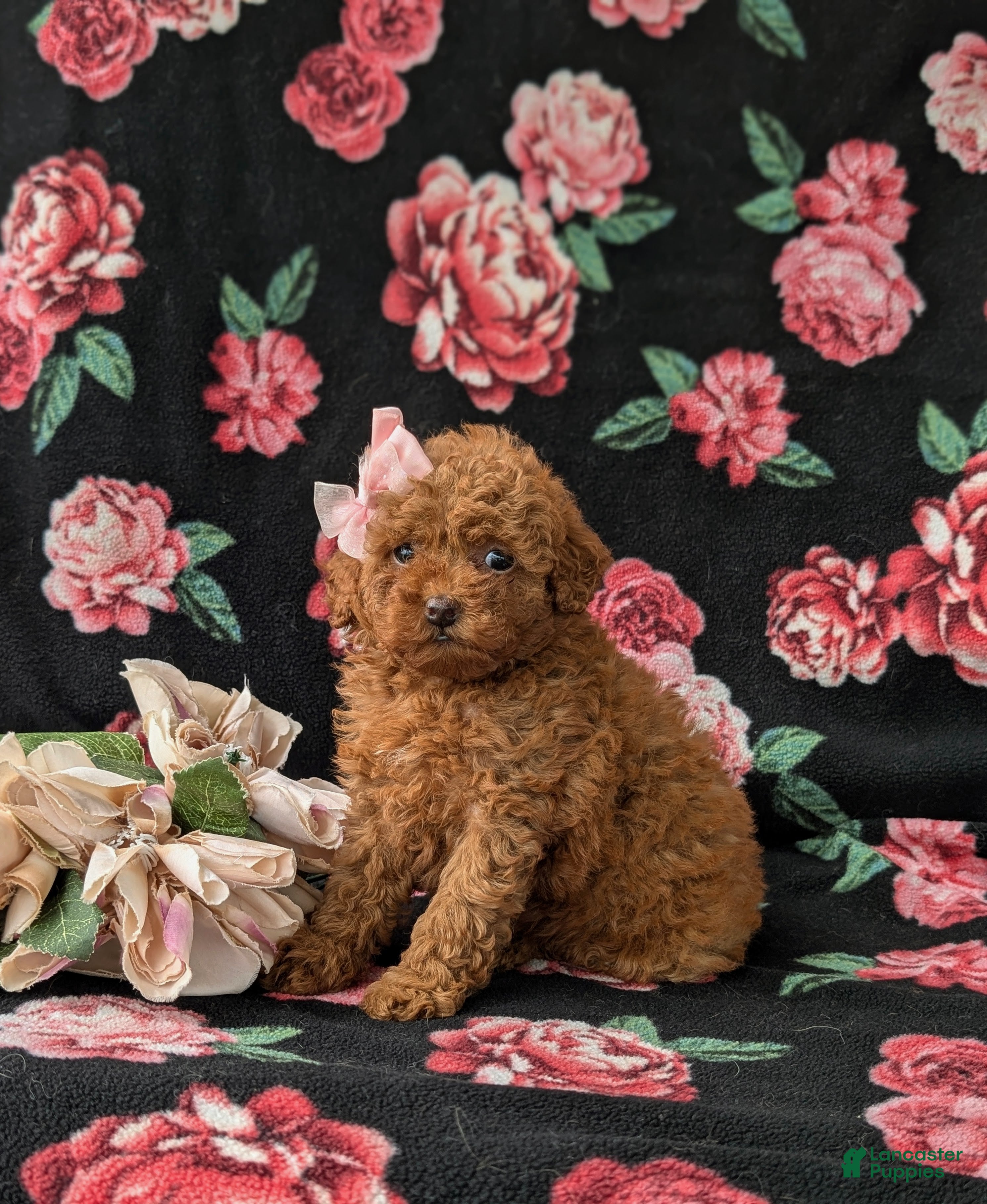 Miniature Poodle dogs Shena AKC Registered - Ad 2