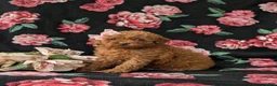 Miniature Poodle dogs for sale: Shena AKC Registered - Ad 2
