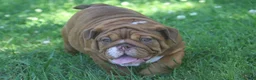 English Bulldog dogs for sale: Coco - Ad 4