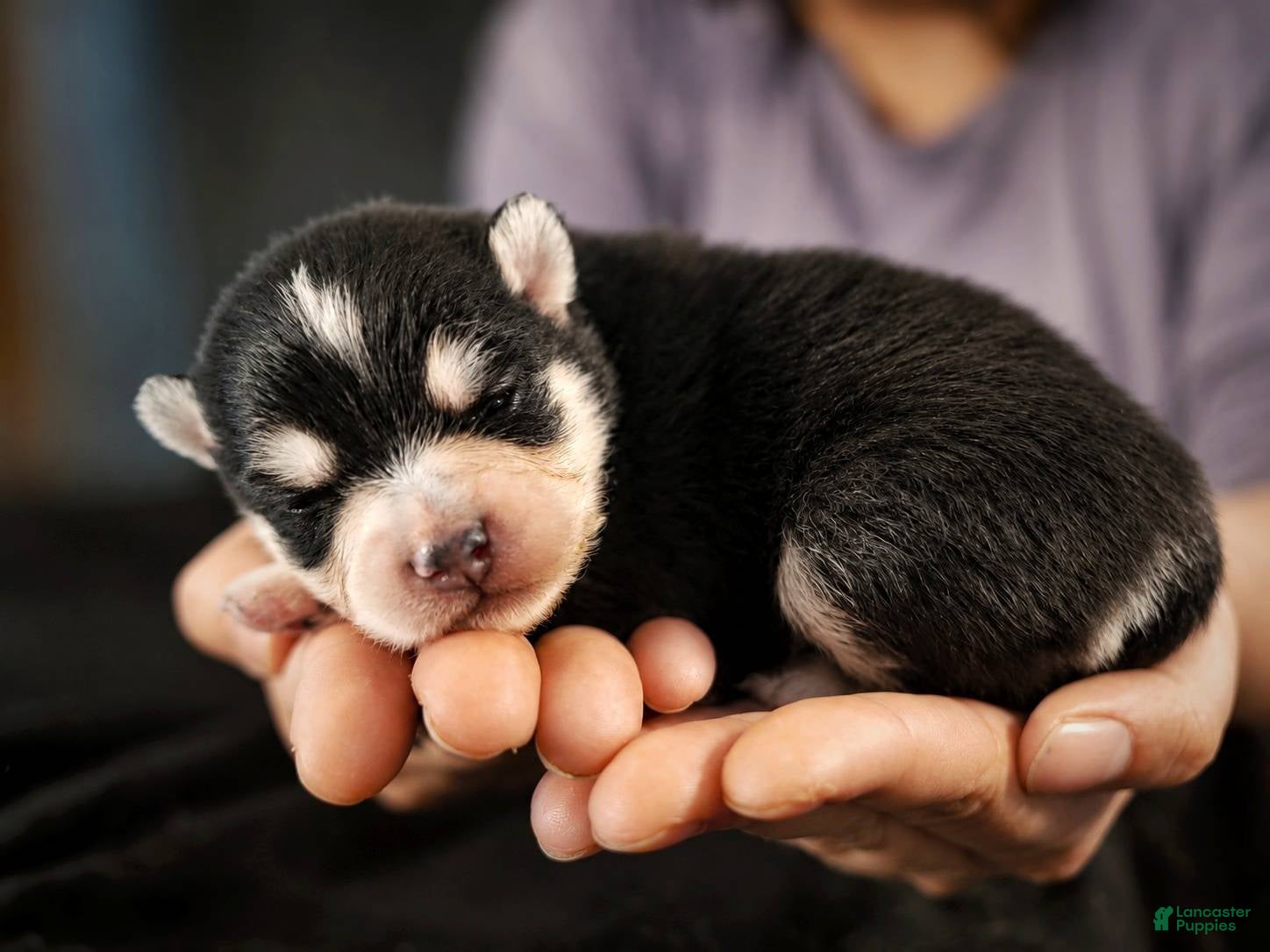 Pomsky dogs Pomsky Puppy Boy - 2 of 5 - Ad 8