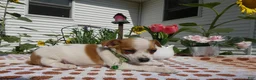 Jack Chi dogs for sale: Jack Chi 7 Tyler - Ad 3
