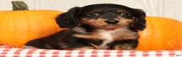 Miniature Dachshund dogs for sale: Tucker - Ad 6