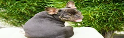 French Bulldog dogs for sale: Truffle - Ad 2
