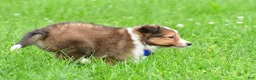 Shetland Sheepdog dogs for sale: Kevin - Ad 15