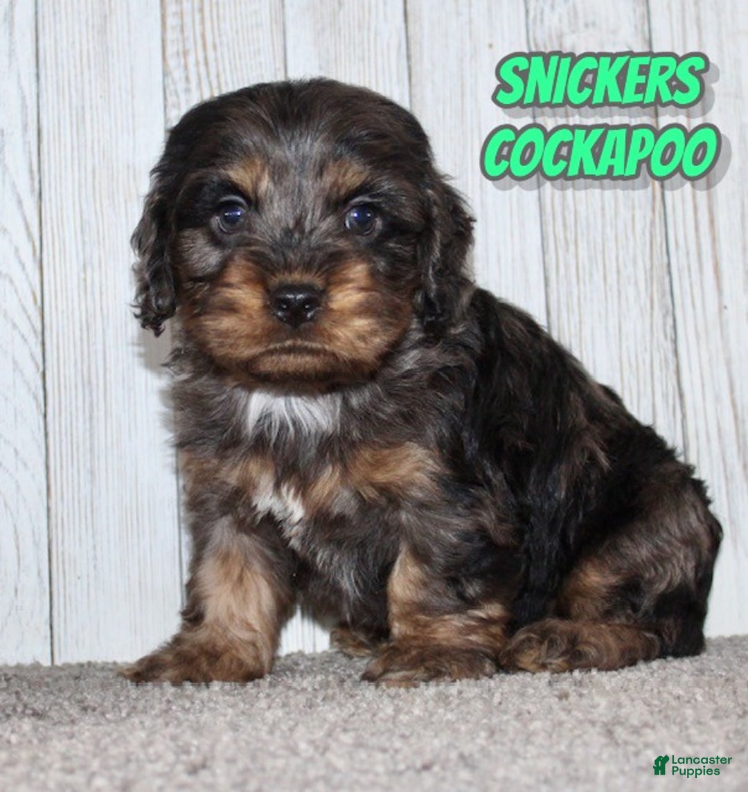 Cockapoo dogs for sale: Snickers - Ad 1