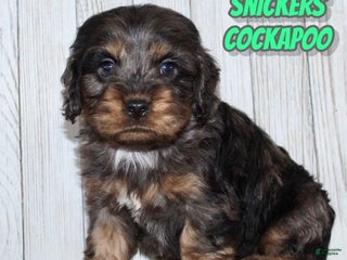 Cockapoo dogs Snickers - Ad 16
