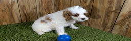 Cavapoo dogs for sale: Cavapoo Puppy 1 - Ad 3