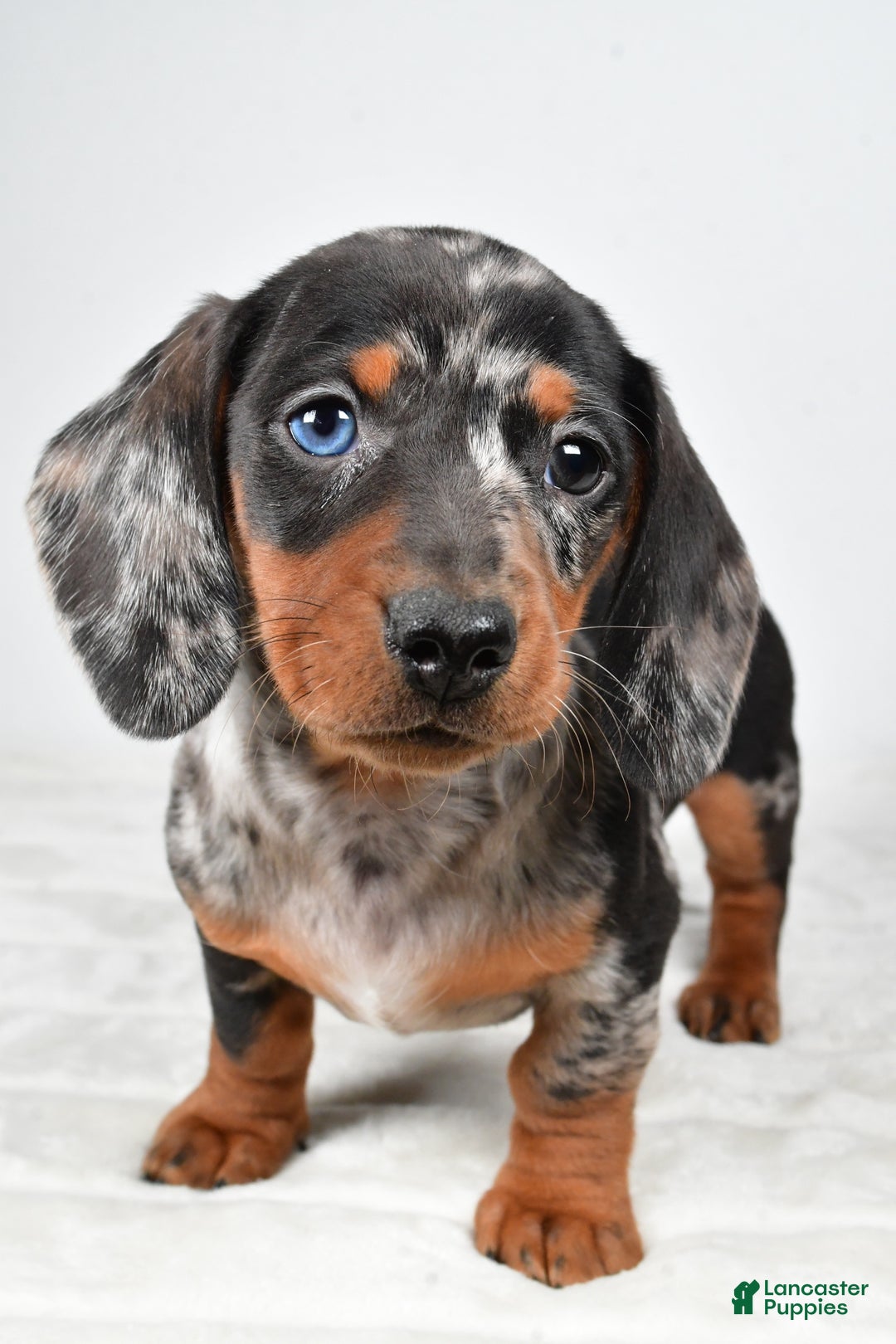 Miniature Dachshund dogs for sale: Piper - Ad 6