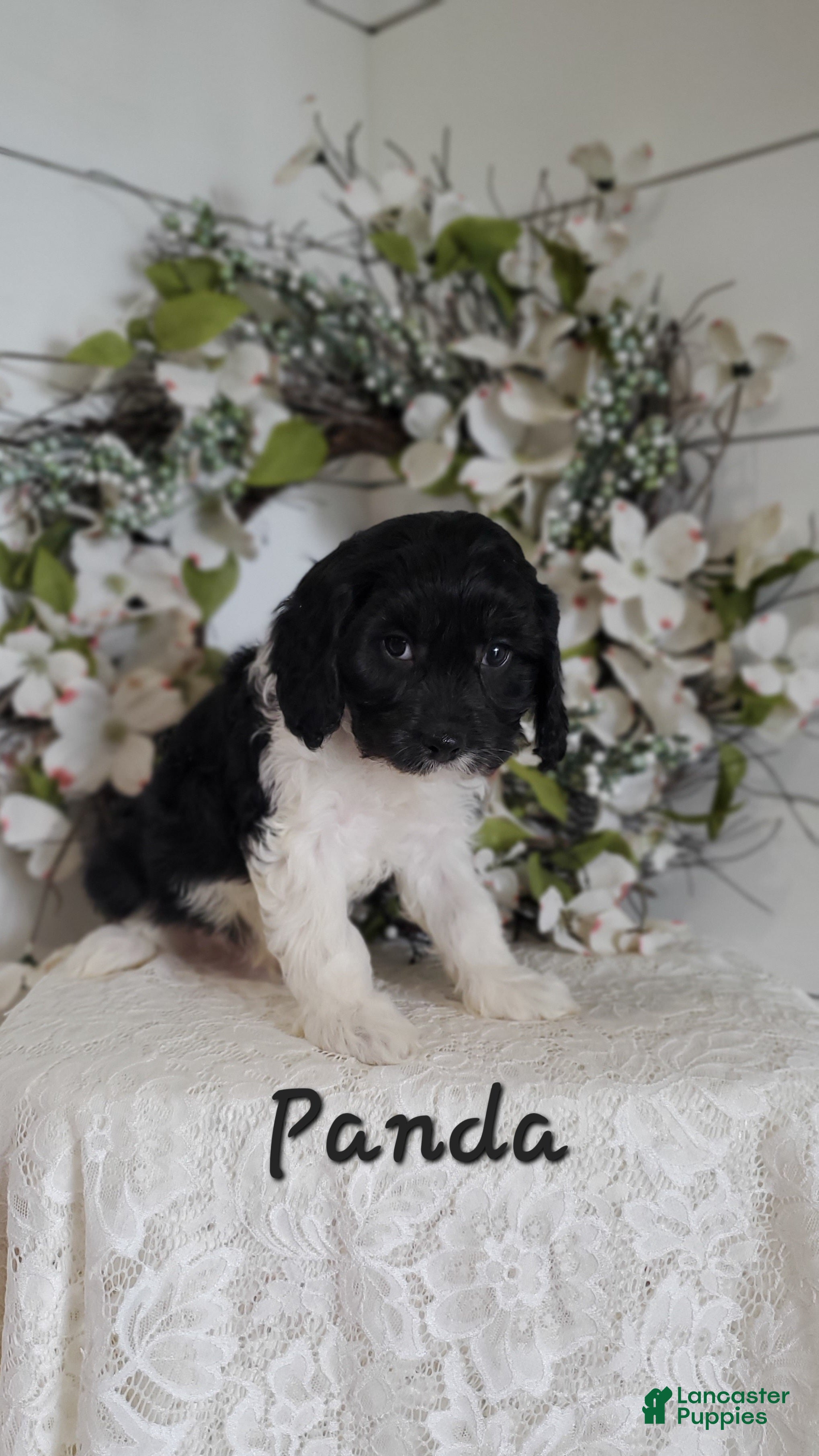 Cavapoo dogs Panda - Ad 13