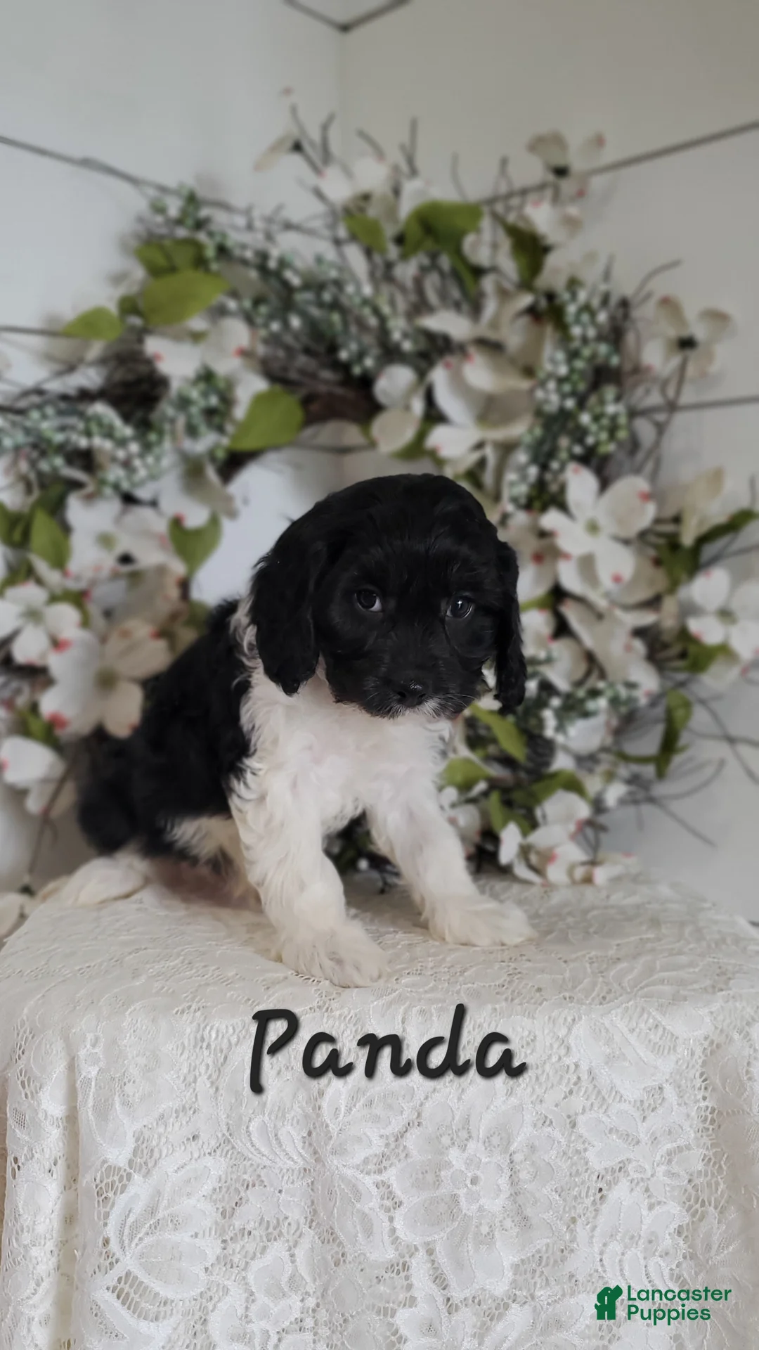 Cavapoo dogs for sale: Panda - Ad 1