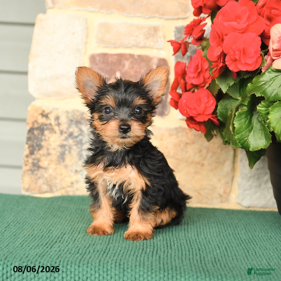 Yorkshire Terrier dogs for sale: Hickory - Ad 3