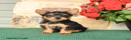 Yorkshire Terrier dogs for sale: Hickory - Ad 1