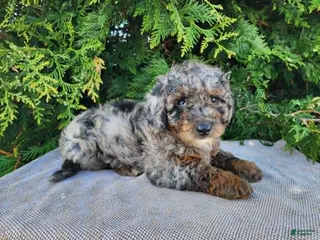 Mini Bernedoodle dogs Leasha - Ad 32