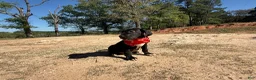 Great Dane dogs for sale: Euro Black Odessa  - Ad 2