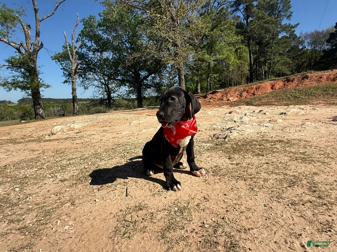 Great Dane dogs for sale: Euro Black Odessa  - Ad 2