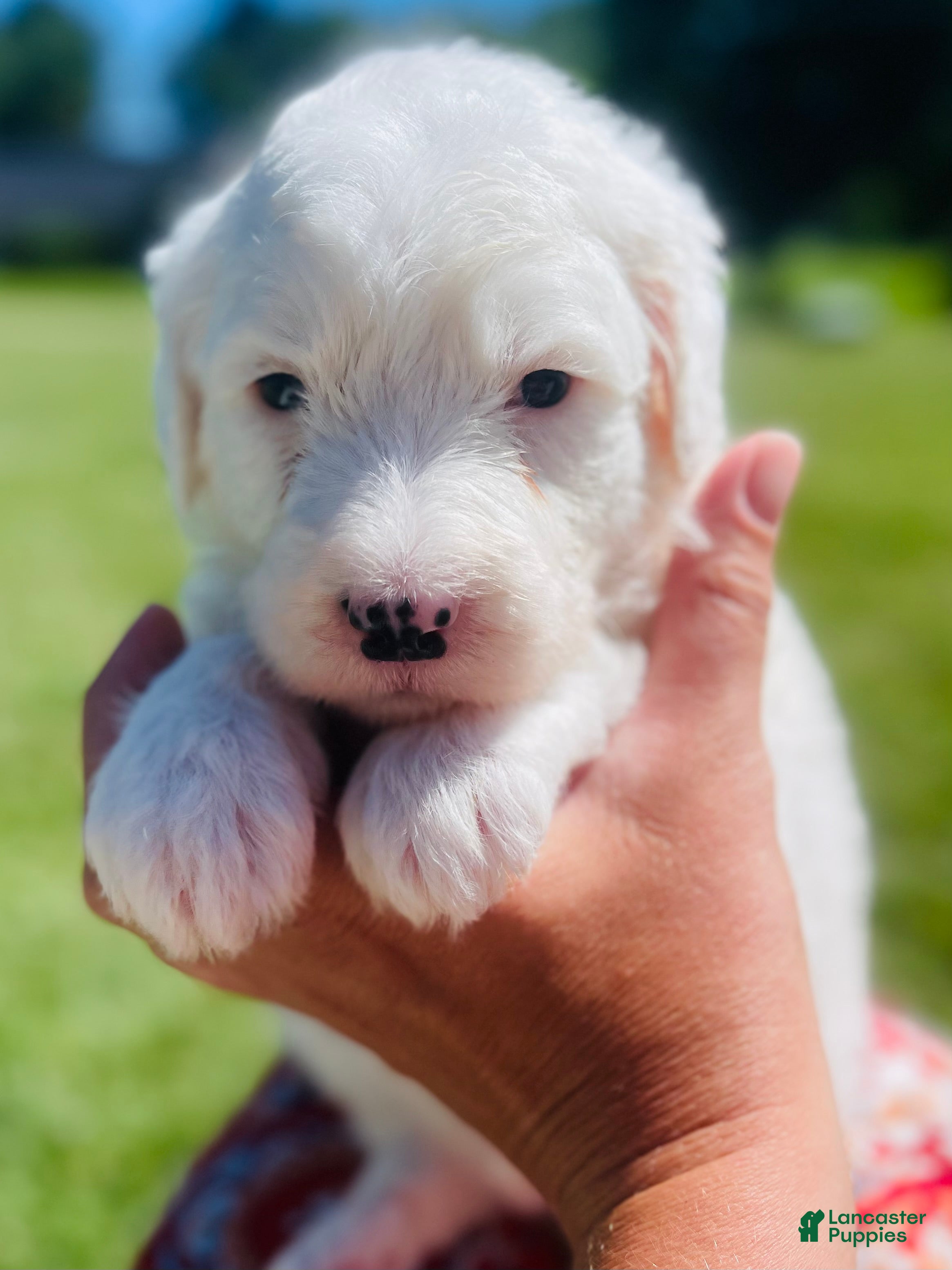 Sheepadoodle dogs Angel  - Ad 24