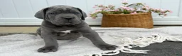 Cane Corso dogs for sale: Bane - Ad 12