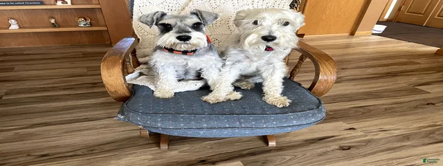 Heidi and Koda