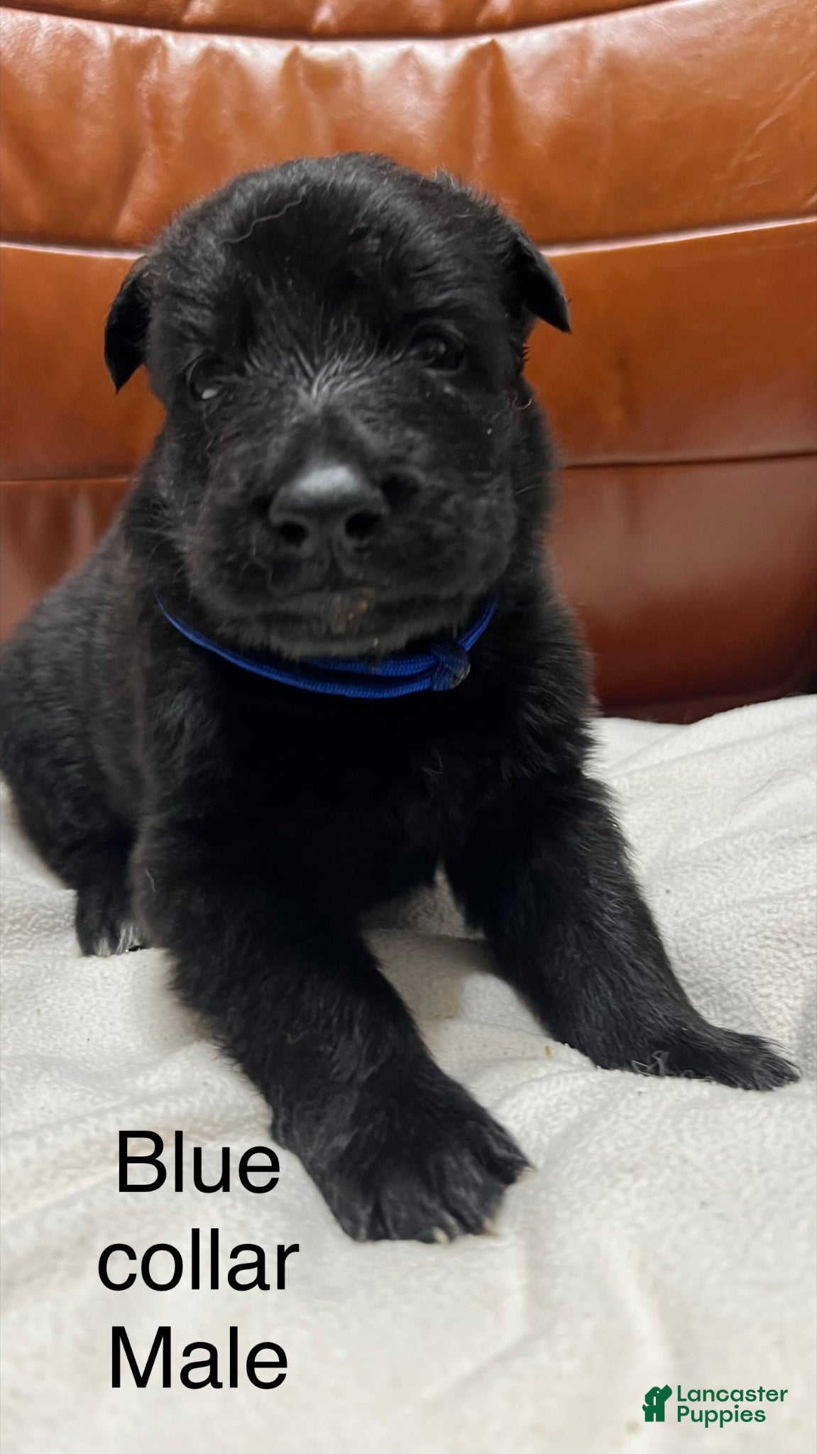 German Shepherd dogs German Shepherd Puppy 4 - Ad 18