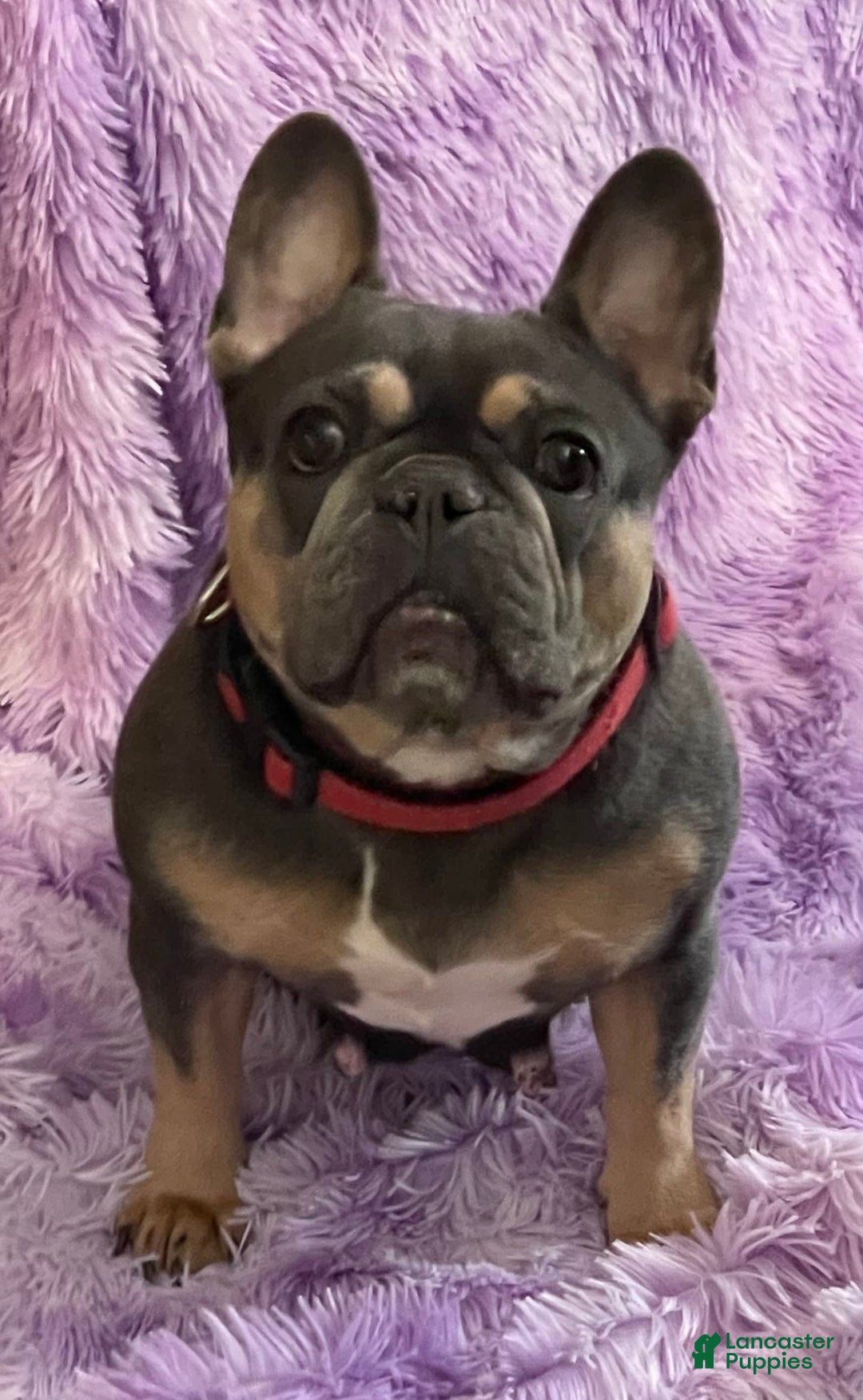 Gallery Image {{count}}