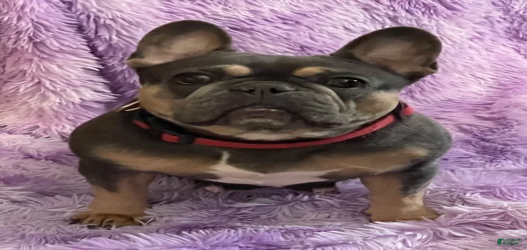 Gallery Image {{count}}