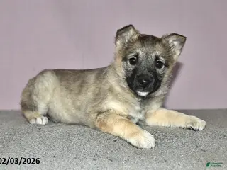 Mixed Breed dogs Tony - Ad 10