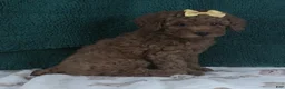 Miniature Poodle dogs for sale: Princess - Ad 5