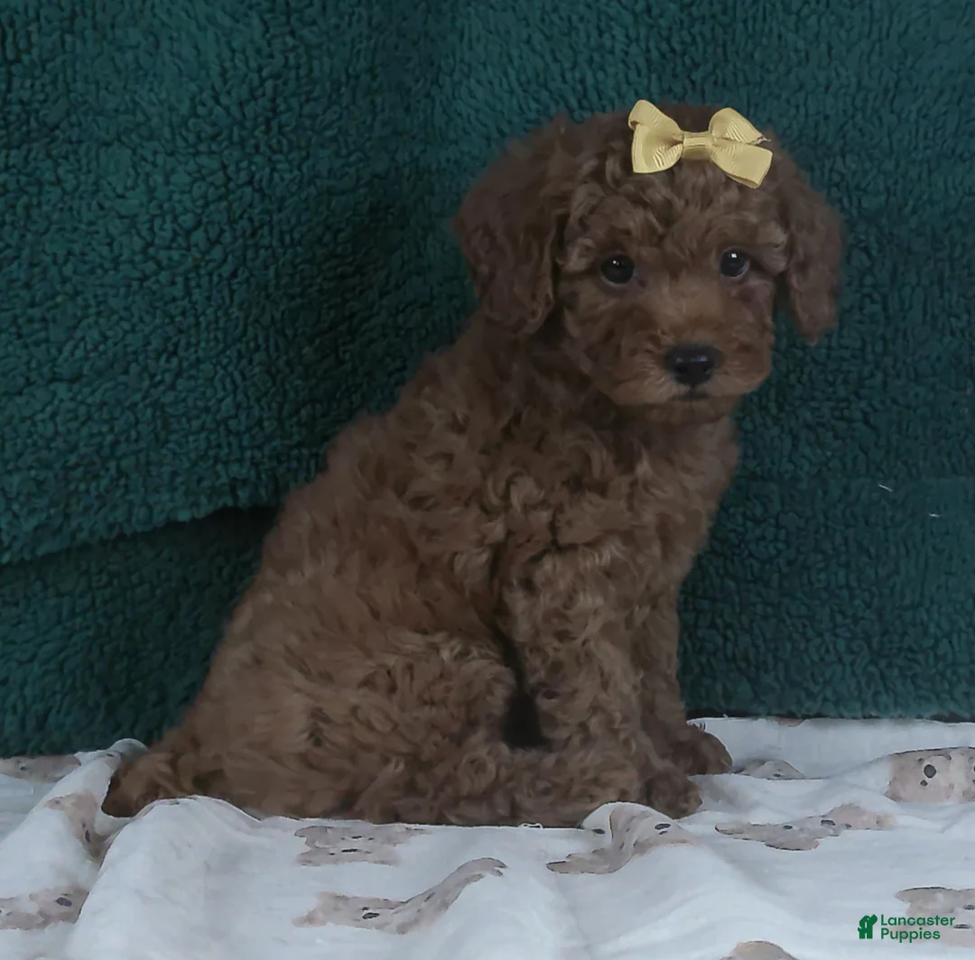 Miniature Poodle dogs for sale: Princess - Ad 5