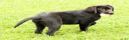 Labrador Retriever dogs for sale: Hank - Ad 2