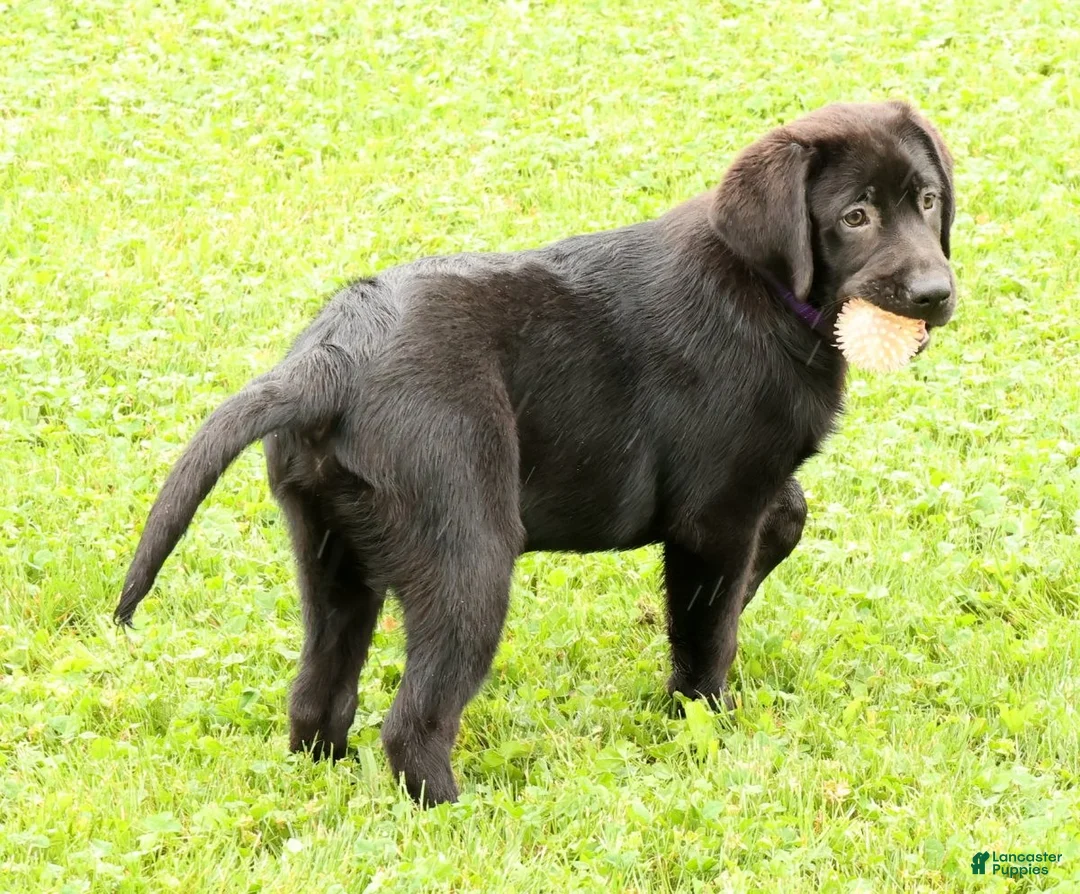 Labrador Retriever dogs for sale: Hank - Ad 2