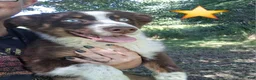 Australian Shepherd dogs for sale: Sky - Ad 2