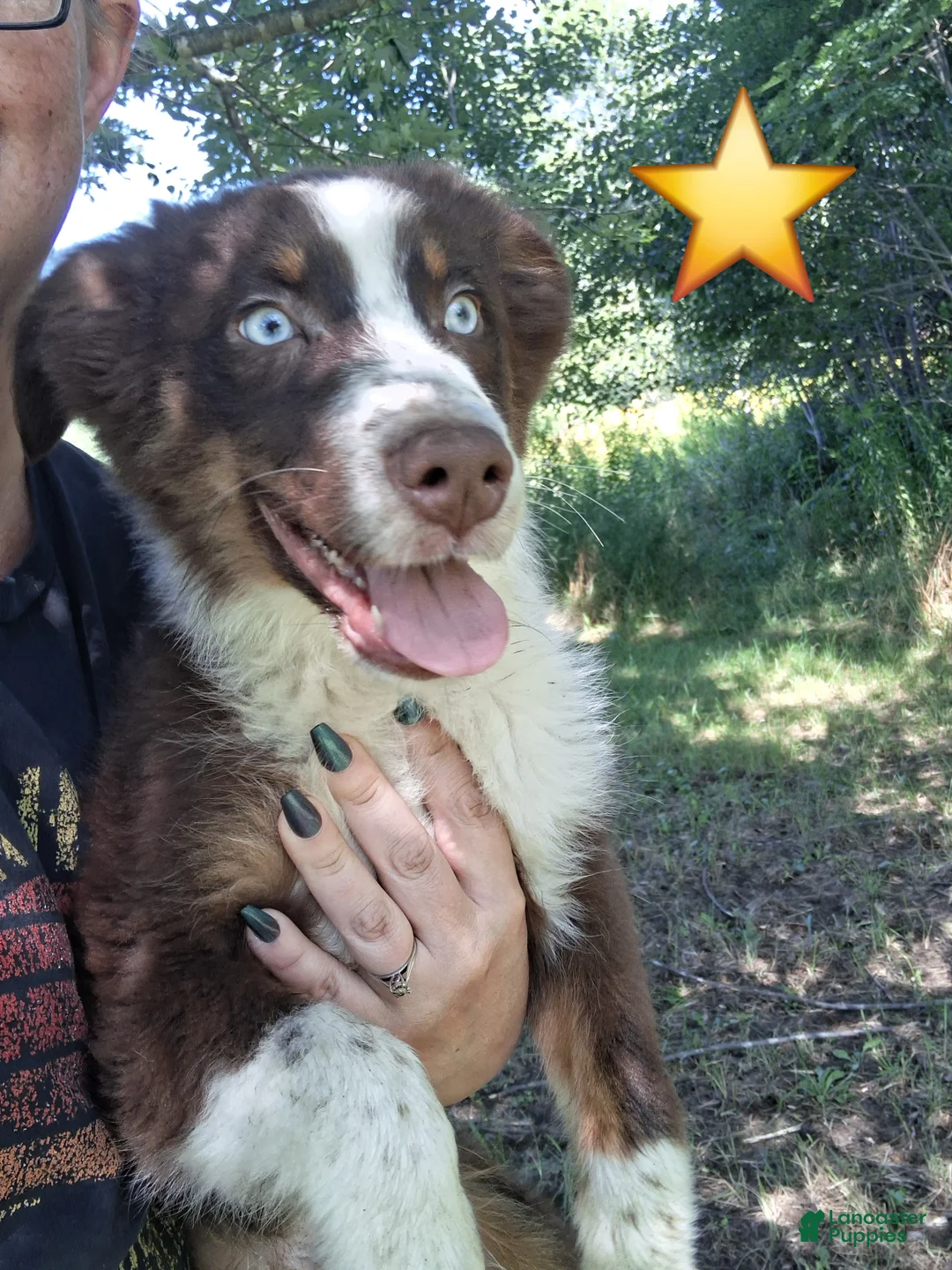 Australian Shepherd dogs for sale: Sky - Ad 2