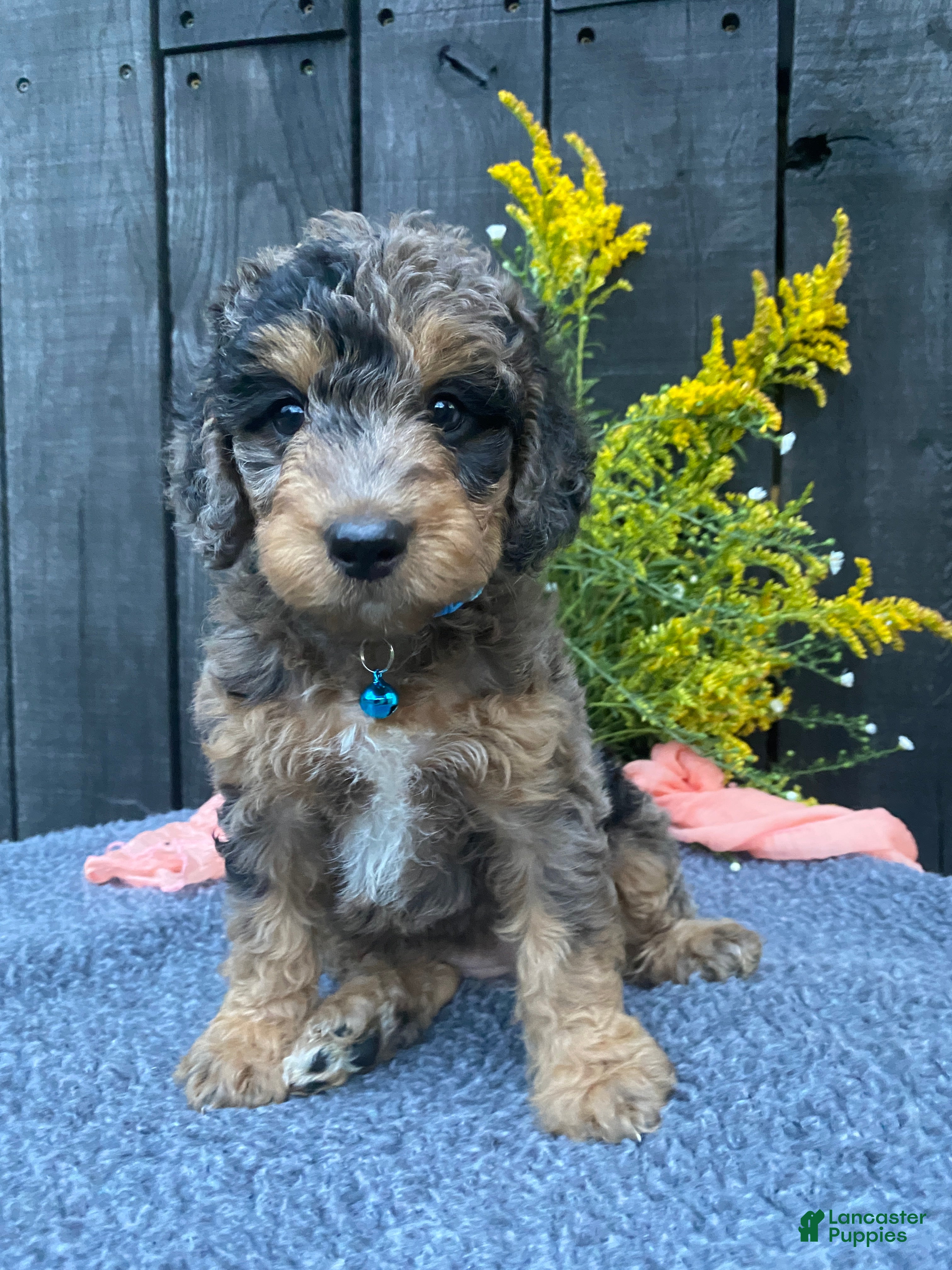 Miniature Labradoodle dogs Willow - Ad 1