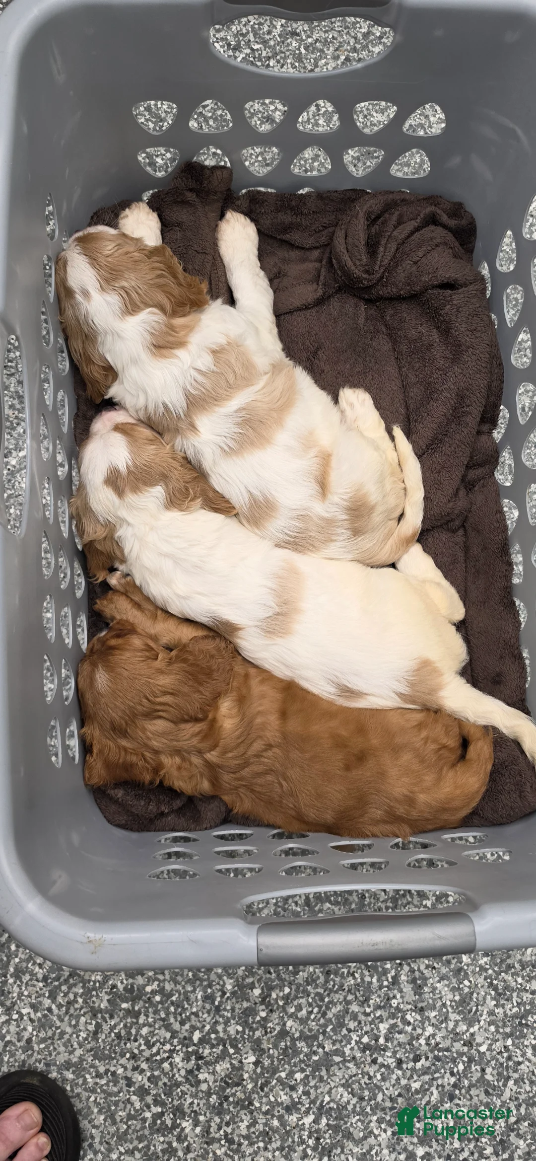 Cavalier King Charles Spaniel dogs for sale: Cavalier King Charles Spaniel Puppy 3 Dotty - Ad 3