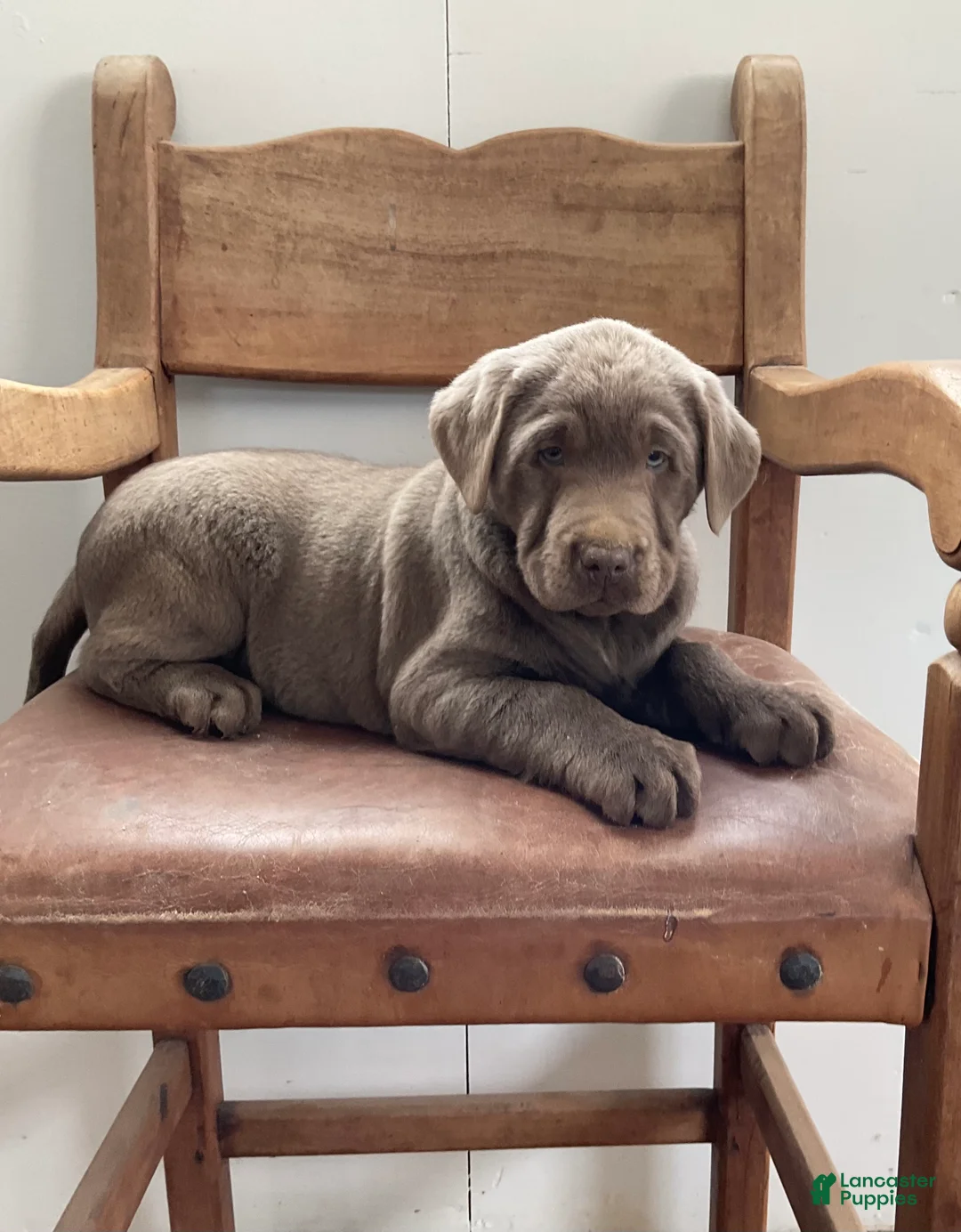 Labrador Retriever dogs for sale: Moonlight  - Ad 1