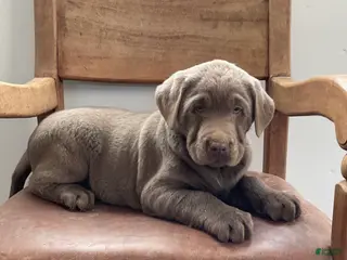 Labrador Retriever dogs Moonlight - Ad 23