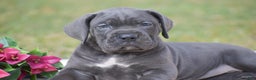 Cane Corso dogs for sale: Reba - Ad 4