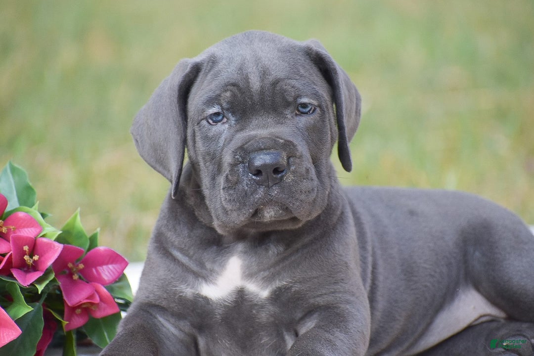 Cane Corso dogs for sale: Reba - Ad 4