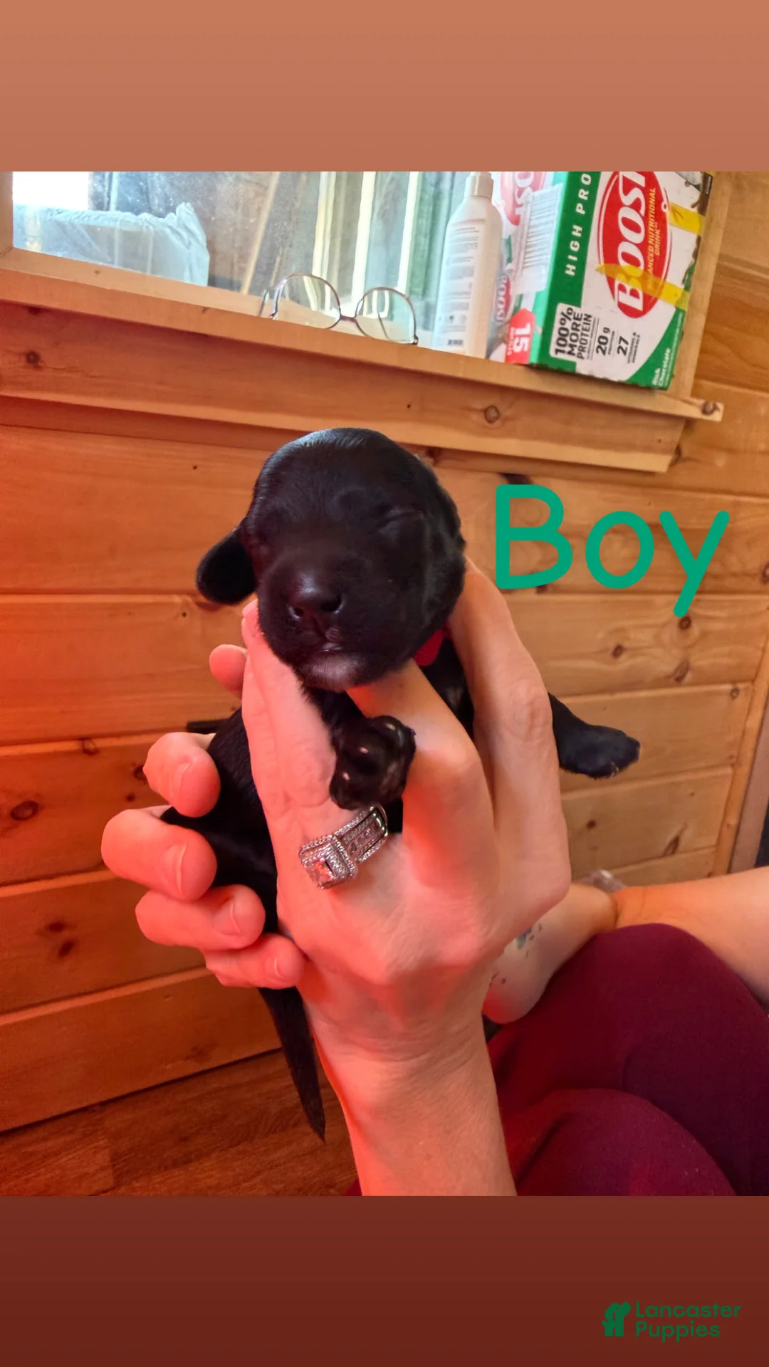 Mixed Breed dogs for sale: Mixed Breed 2 - Ad 1