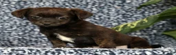 Shorkie dogs for sale: Shawn - Ad 6