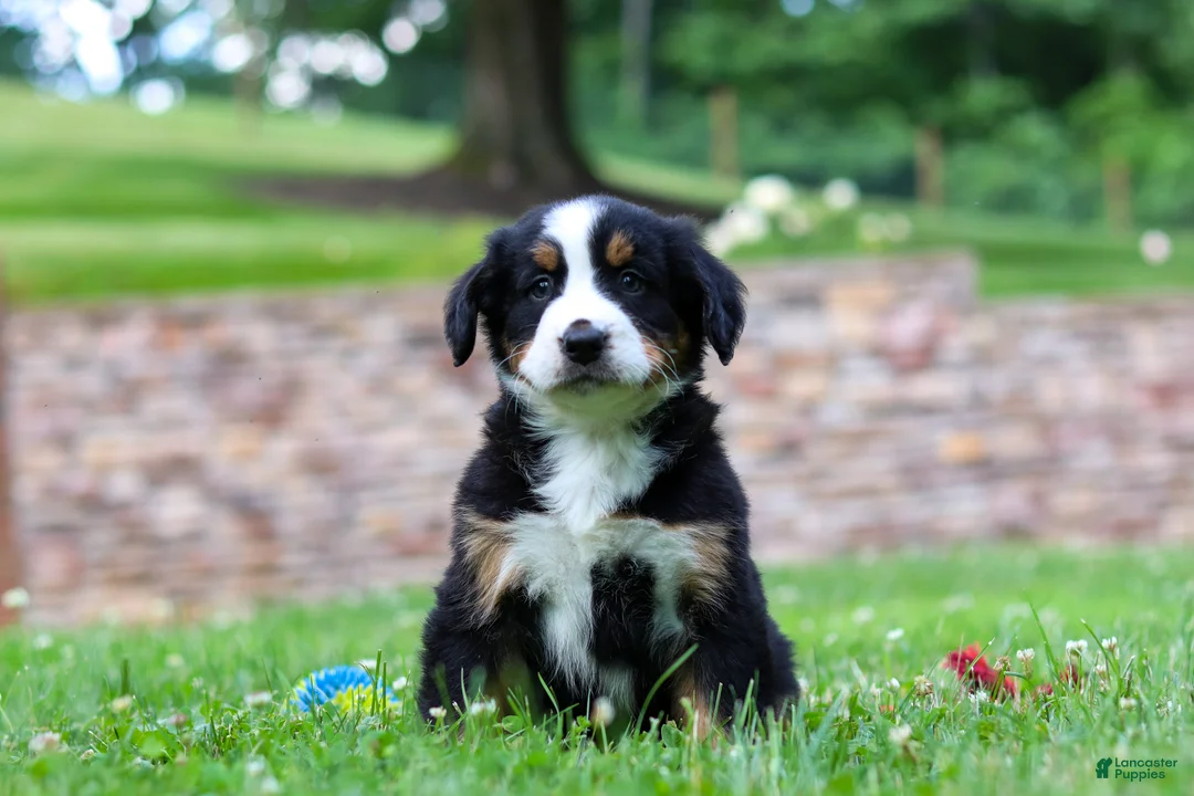 Bernese Mountain Dog dogs for sale: Dixie - Ad 1
