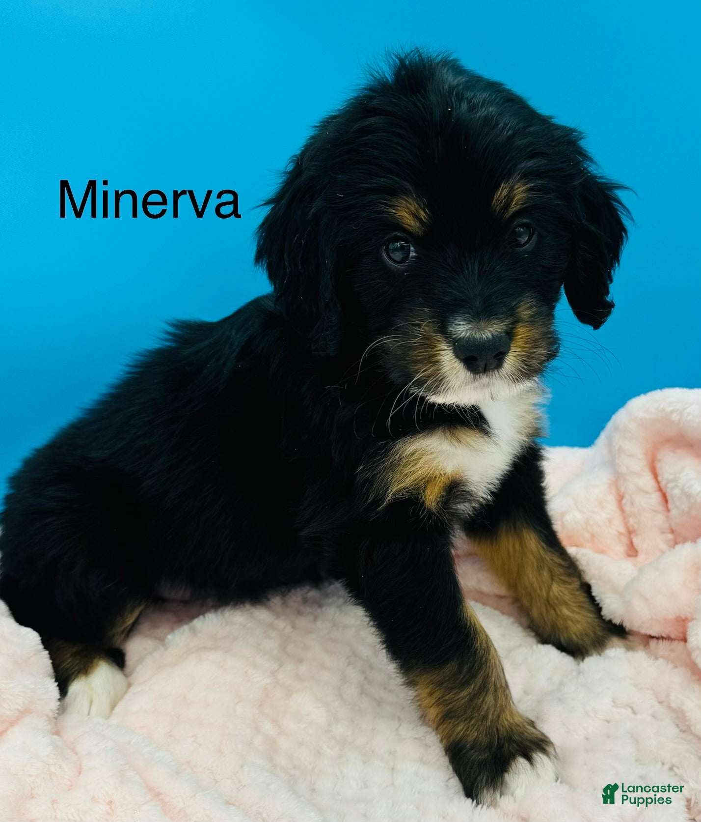 Bernedoodle dogs Bernedoodle Puppy 11 - Ad 2
