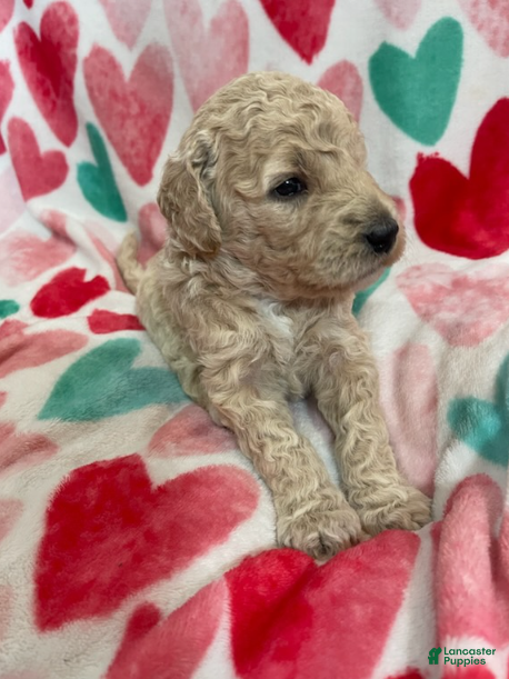 Double Doodle dogs for sale: Rue - Ad 4