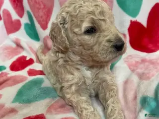 Double Doodle dogs for sale: Rue - Ad 4